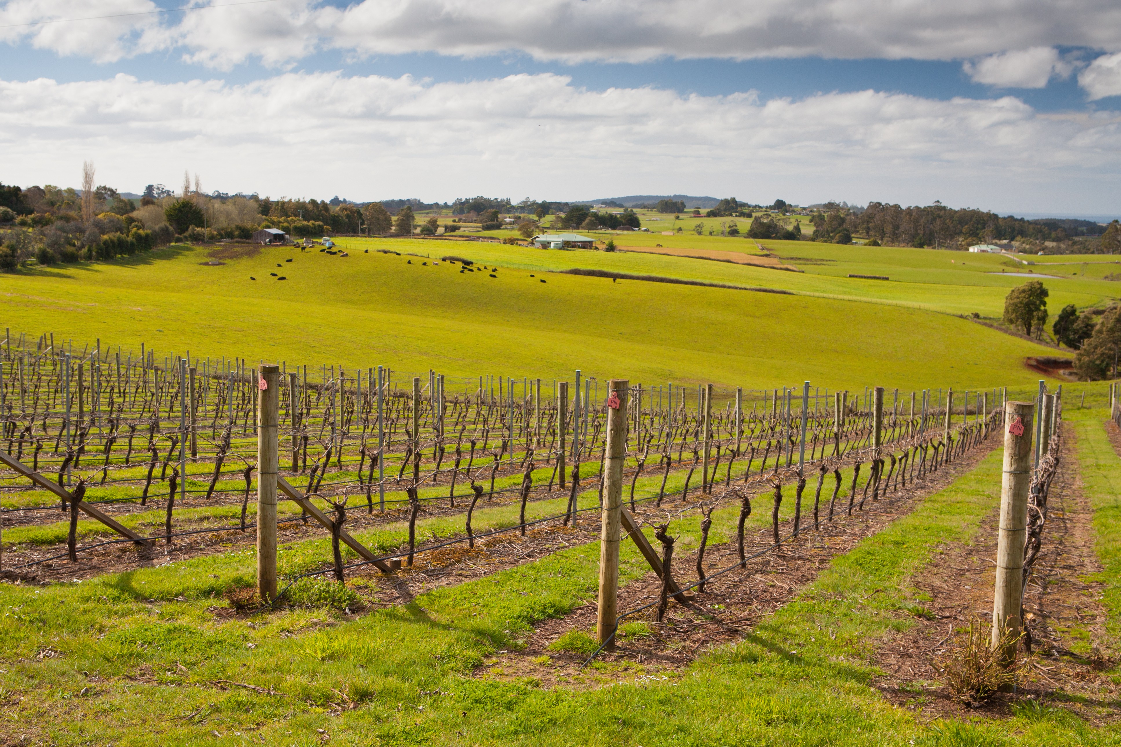 The Vital Role of Small Business in North West Tasmania